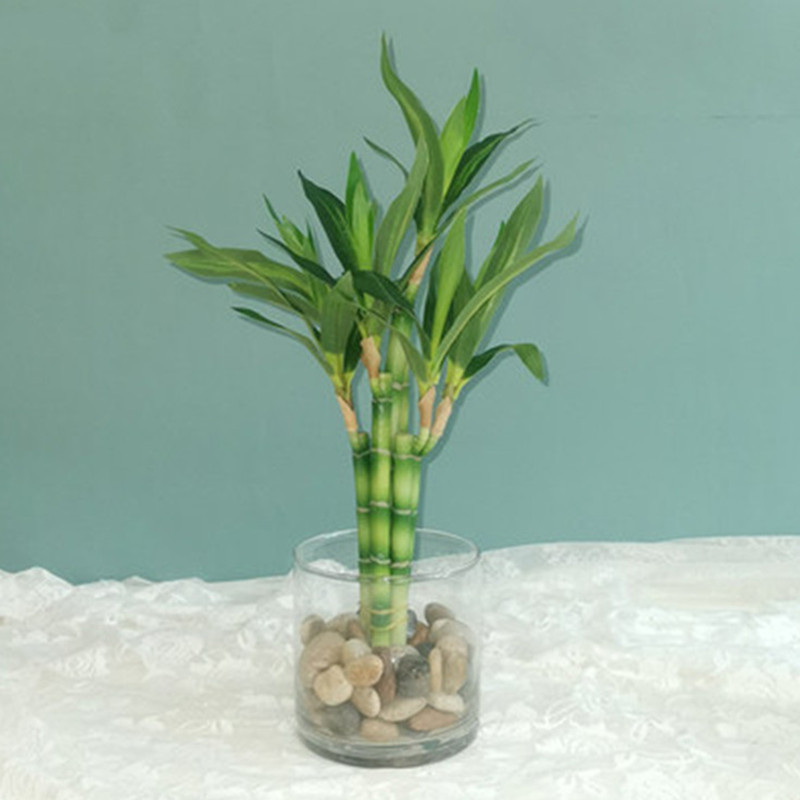 Aquarium Marine Tank - 새로운 40cm 인조 행운나무 다육식물 가짜